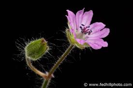 Attēlu rezultāti vaicājumam “Geranium molle flower”