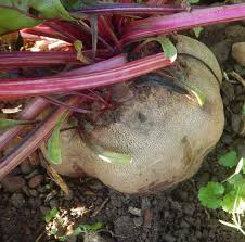 Image result for Beta vulgaris