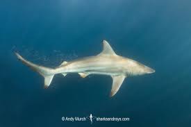 Image result for Carcharhinus brevipinna
