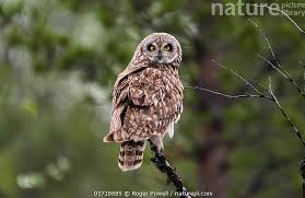 Attēlu rezultāti vaicājumam “Asio flammeus”