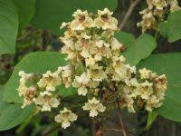 Attēlu rezultāti vaicājumam “Catalpa ovata fruit”