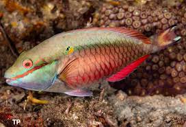 Image result for Sparisoma aurofrenatum