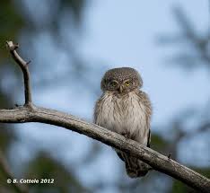 Attēlu rezultāti vaicājumam “Glaucidium passerinum adult”