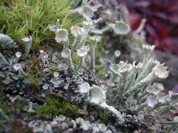 Attēlu rezultāti vaicājumam “Cladonia deformis”