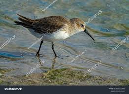 Attēlu rezultāti vaicājumam “Calidris alpina”