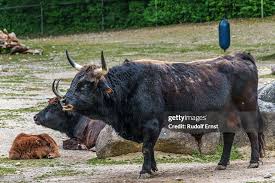 Attēlu rezultāti vaicājumam “Bos primigenius taurus”