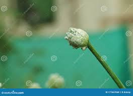 Attēlu rezultāti vaicājumam “Allium cepa bud”