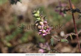 Attēlu rezultāti vaicājumam “Odontites vulgaris”