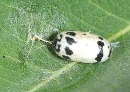 Attēlu rezultāti vaicājumam “Ichneumonidae cocoon”