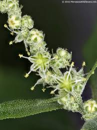 Image result for Chenopodium album