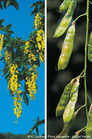 Attēlu rezultāti vaicājumam “Laburnum alpinum leaf”
