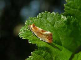 Attēlu rezultāti vaicājumam “Eulia ministrana”