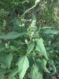 Attēlu rezultāti vaicājumam “Atriplex patula”