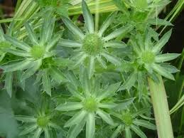 Image result for Eryngium `Blue Hobbit`