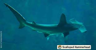 Image result for Sphyrna