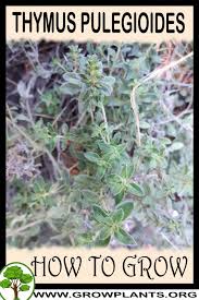 Attēlu rezultāti vaicājumam “Thymus pulegioides leaf”