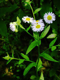 Attēlu rezultāti vaicājumam “Erigeron annuus flower”