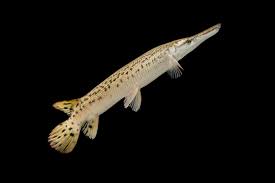 Image result for Atractosteus spatula