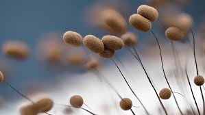 Attēlu rezultāti vaicājumam “Didymium annulisporum”