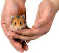 hamster