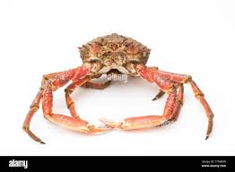 Image result for Maja brachydactyla