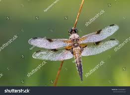 Attēlu rezultāti vaicājumam “Libellula quadrimaculata larva”