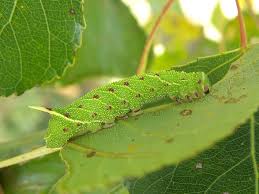 Attēlu rezultāti vaicājumam “Laothoe populi larva”