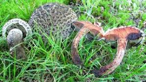 Attēlu rezultāti vaicājumam “Strobilomyces strobilaceus”