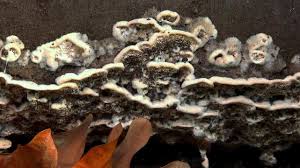 Attēlu rezultāti vaicājumam “Postia leucomallella”