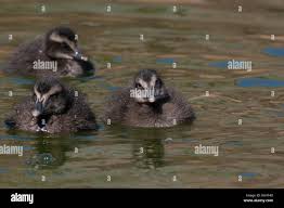 Attēlu rezultāti vaicājumam “Somateria mollissima juvenile”