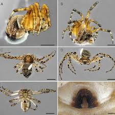 Attēlu rezultāti vaicājumam “Araneus diadematus juvenile”