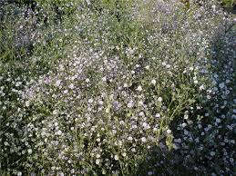Attēlu rezultāti vaicājumam “Gypsophila paniculata”