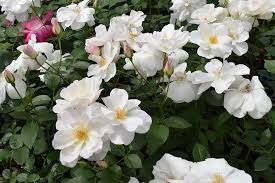 「アイスバーグ」の画像検索結果