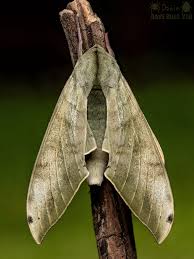 Attēlu rezultāti vaicājumam “Hypatima rhomboidella”