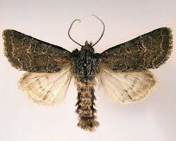 Attēlu rezultāti vaicājumam “Tholera cespitis”