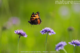 Attēlu rezultāti vaicājumam “Aglais urticae”