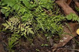 Attēlu rezultāti vaicājumam “Cardamine amara leaf”