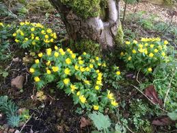 Attēlu rezultāti vaicājumam “Eranthis hyemalis”