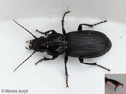 Attēlu rezultāti vaicājumam “Pterostichus quadrifoveolatus”