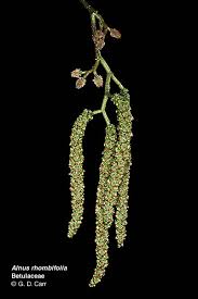 Attēlu rezultāti vaicājumam “Carpinus betulus male flower”