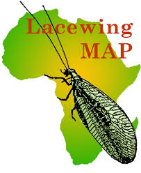 Attēlu rezultāti vaicājumam “Neuroptera”