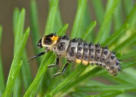 Attēlu rezultāti vaicājumam “Anatis ocellata”