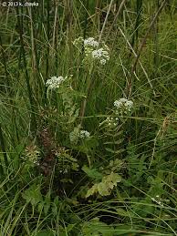 Attēlu rezultāti vaicājumam “Berula erecta”