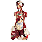 Human Anatomy Models