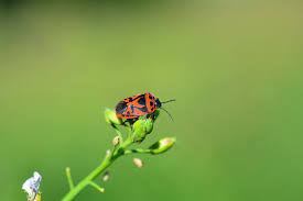 Attēlu rezultāti vaicājumam “Eurydema dominulus”