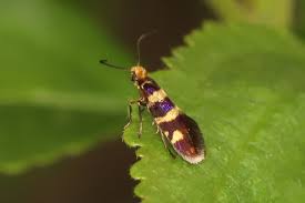 Attēlu rezultāti vaicājumam “Micropterix aureatella”