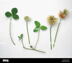 Attēlu rezultāti vaicājumam “Trifolium repens leaf”