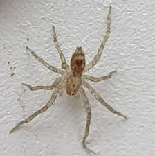 Attēlu rezultāti vaicājumam “Anyphaena accentuata”