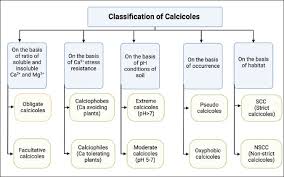 Attēlu rezultāti vaicājumam “Leiocolea rutheana cells”