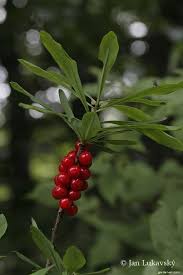 Attēlu rezultāti vaicājumam “Daphne mezereum leaf”